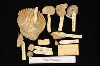 Media type: image; Invertebrate Zoology CNID-5191